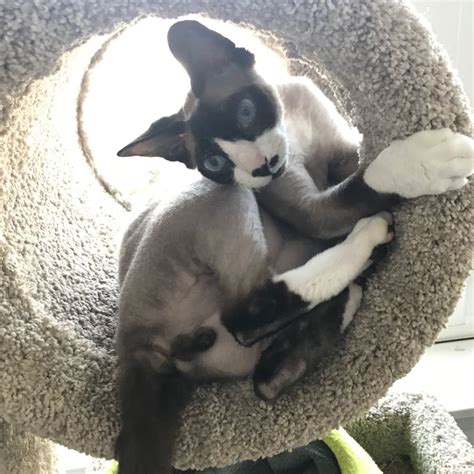Rainier Veterinary Hospital Cat Of The Month August 2019 Mew