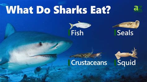 What Do Sharks Eat The Top 21 Foods In Their Diets Imp World