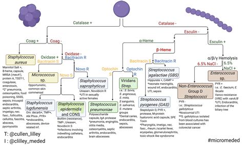 Microbiology Gram Positive Cocci Flow Chart Gram Positive Cocci Chart