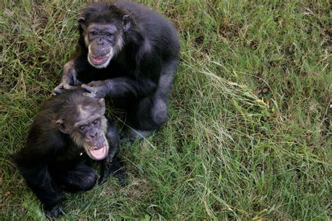 Nih Moves To Retire Most Chimps Used In Research The New York Times