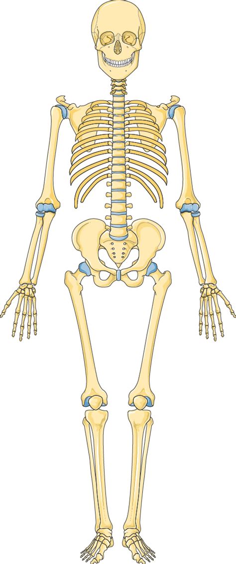 Human Skeleton Unlabeled Clipart Best