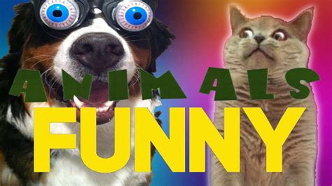 Funny Animals Vine Compilation Youtube
