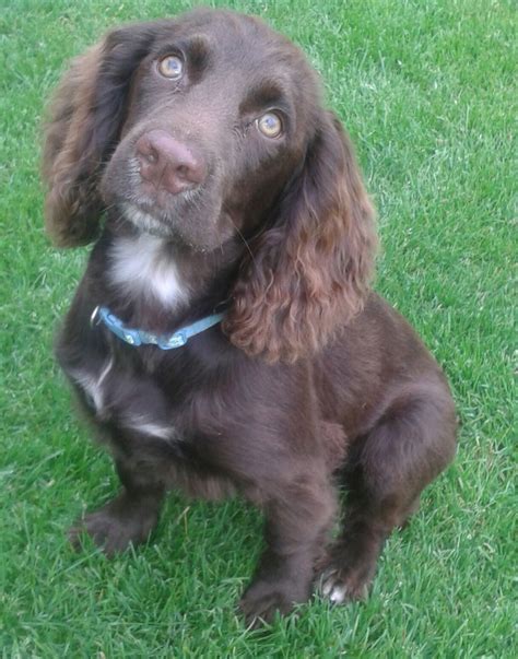 It is noteworthy for producing one of the most varied numbers of pups in a litter among all dog breeds. Chocolate Working type cocker spaniel puppy | Chichester, West Sussex | Pets4Homes