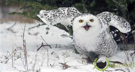 Burung hantu salju yang juga dikatakan dengan jenis burung hantu snowy owl, adalah salah satu jenis burung hantu yang mempunyai penampilan yang lebih menawan dan lebih elegan. 10 Jenis Burung yang mampu membunuh Manusia - Mata ...