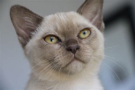Everything You Need To Know About Burmese Cat Breeders Melbourne