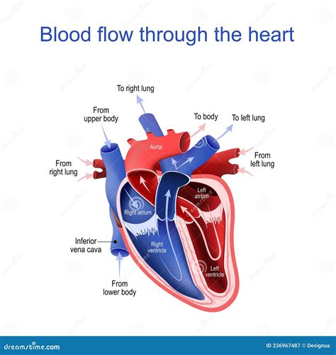 Circulación De Sangre A Través Del Corazón Sección Transversal
