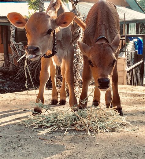 Bluebelle Male Cow In Nsw Petrescue