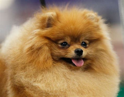 Here Are Pictures Of Fluffy Dogs We Know You Want Fluffy Dogs Dogs