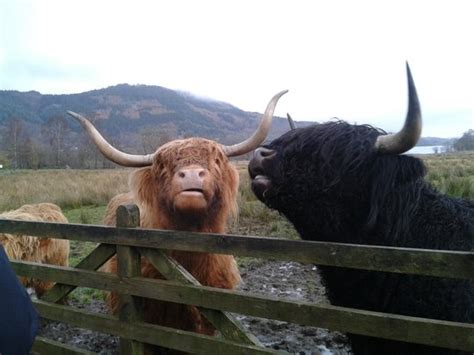 Feeding The Highland Cattle Picture Of The Hairy Coo Free Scottish