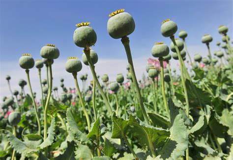 Afghan Opium Poppies Hit Record High Despite 7 Billion Us Campaign