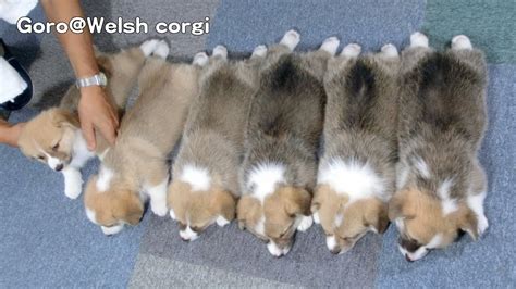 Corgis sleep in two major distinctive ways; Cute corgi puppies part 5 sleeping / コーギー 子犬 お昼寝 20130706 - YouTube