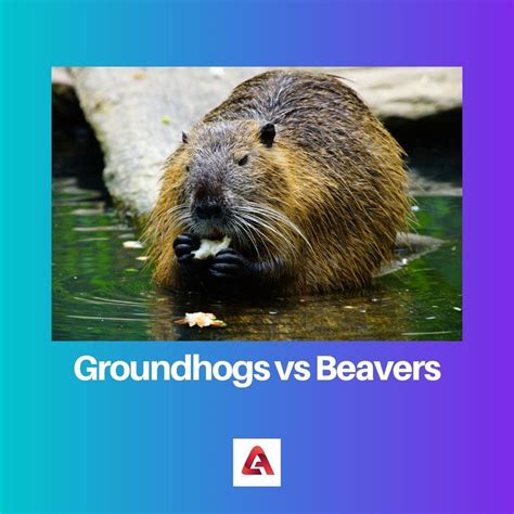 Groundhogs Vs Beavers Difference And Comparison