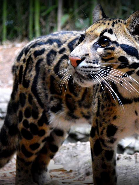 10 Facts About The Clouded Leopard 2024
