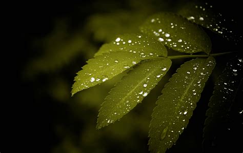 Download Water Droplets On Leaves Wallpaper