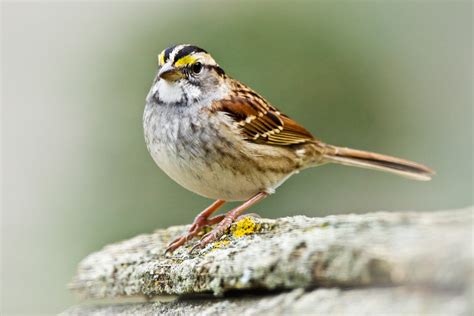 Feather Tailed Stories White Throated Sparrow