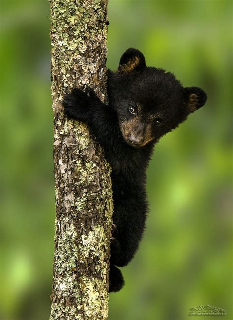 Teddy Two Week Old Black Bear Cub Bear Pictures Cute Animal Pictures