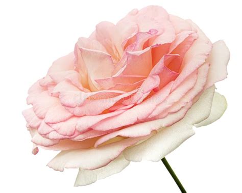Pink Flower Of Rose Isolated On White Background Stock Image Image