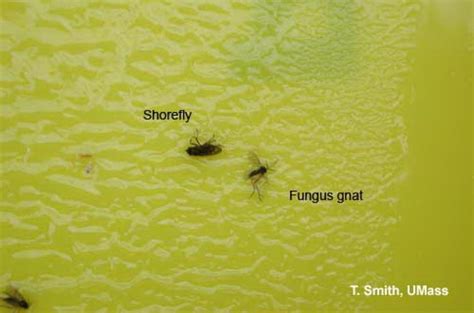 Fungus Gnats And Shore Flies Center For Agriculture Food And The