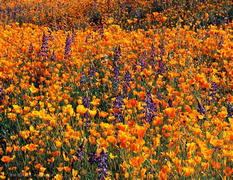 Poppies And Lupine Three Rivers California Michael Ambrose Photography