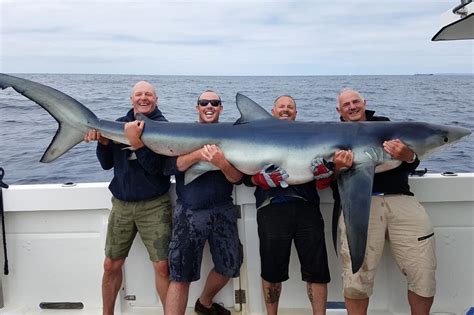 Britains Biggest Ever Blue Shark Caught By Group Of Friends In