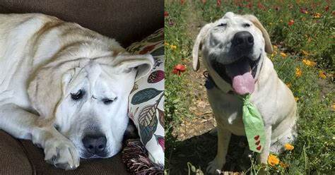 Sad Dog Abandoned Because Of His Ugly Face Gets Adopted