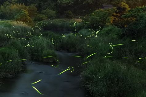 Best Time To See Synchronous Fireflies In Japan 2024 Roveme