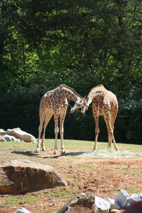 Necking....Zoo Atlanta | Atlanta zoo, Critter, Georgia on my mind