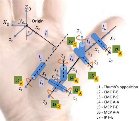 7 Dof Thumb Kinematic Model J1 J7 Joint Rotational Movements Are