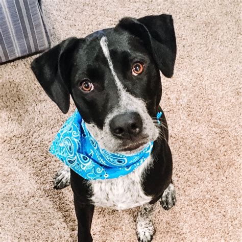 Adopt A Bluetick Coonhound Near Dallas Tx Get Your Pet