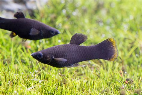 Black Molly Poecilia Sphenops Tetra Advanced Fishkeeper Blog