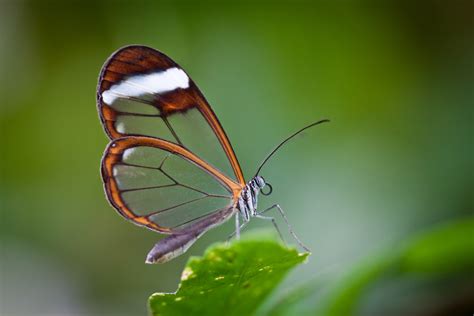 See more of las enanas mas hermosas on facebook. Conoce a la mariposa más hermosa y sorprendente del mundo | Bioguia