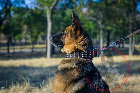 Wide Studded Leather Dog Collar For German Shepherd German Shepherd