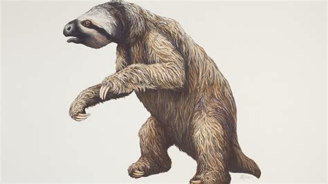 Giant Ground Sloth Museum Of Zoology