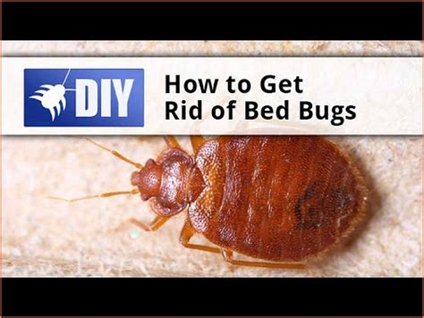 Official website · non toxic · brand new · safe ingredients How To Get Rid Of Bed Bugs In A Couch - Caraway Seeds ...
