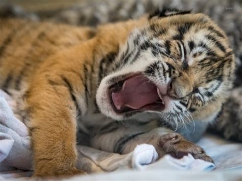Feeding Time For Cincinnati Zoos Malayan Tiger Cubs Gallery