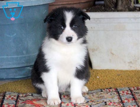 Champ Border Collie Mix Puppy For Sale Keystone Puppies