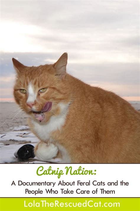 Catnip Nation A Documentary About Feral Cats And The People Who Take