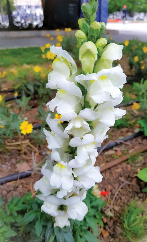 Snapdragon Care How To Grow And Care For Snapdragon Flowers Fragrant