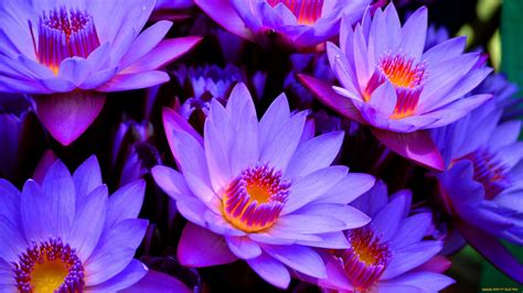 26 Purple Flower Wallpapers Wallpaperboat