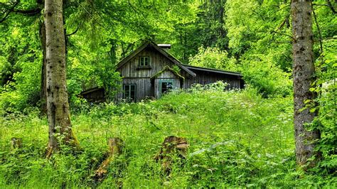 Secluded Forest Home Forest Weeds House Stumps Hd Wallpaper Peakpx