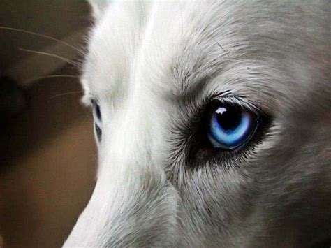 Descarga Gratis Lobo De Ojos Azules Lobo Ojo Azul Animales Perros
