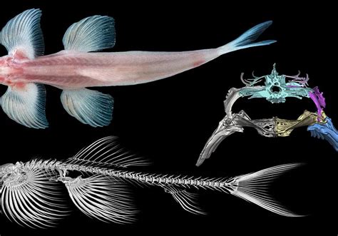 Study Finds Ten Fish Species That May Have A Secret Talent For Walking