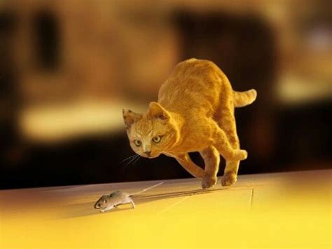Cat Chasing Mouse