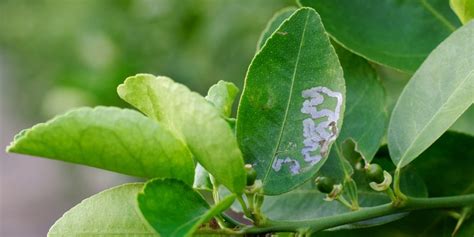 Why Lime Tree Leaves Curl And How To Fix It A Guide Fruit Faves
