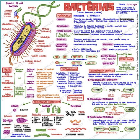 Mapa Conceitual Microbiologia My Xxx Hot Girl