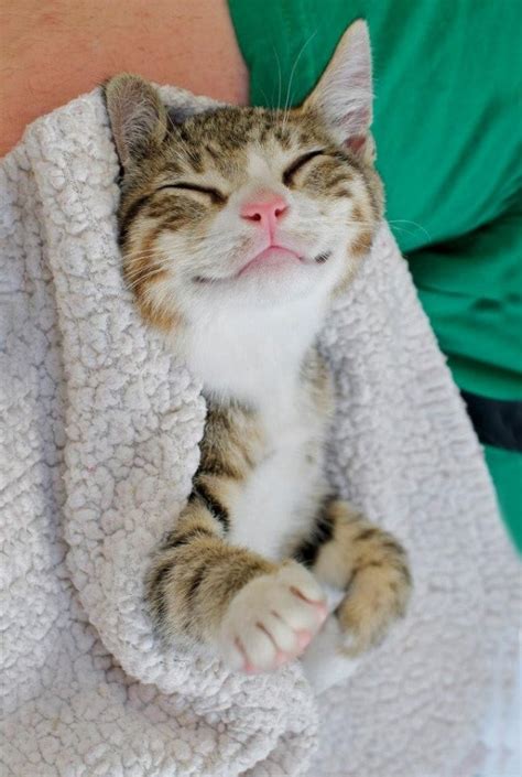 The Smiliest Cats On The Internet Awesome Picz