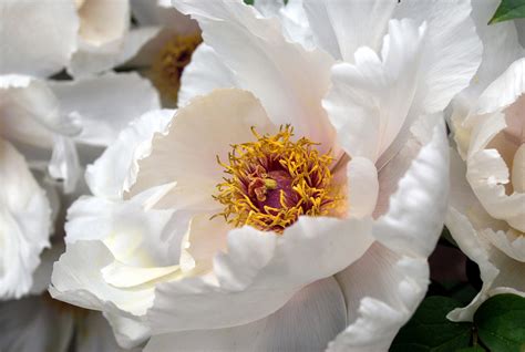 Free Images Blossom White Flower Petal Bloom Pollen Botany