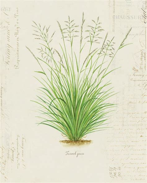 Vintage Botanical Plant Grass Tussock Grass On Etsy Botanical