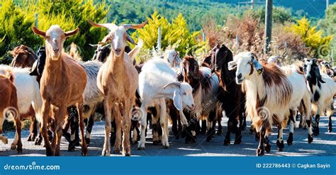 Herd Of Goat Walking On The Road Stock Image Image Of Daytime Close