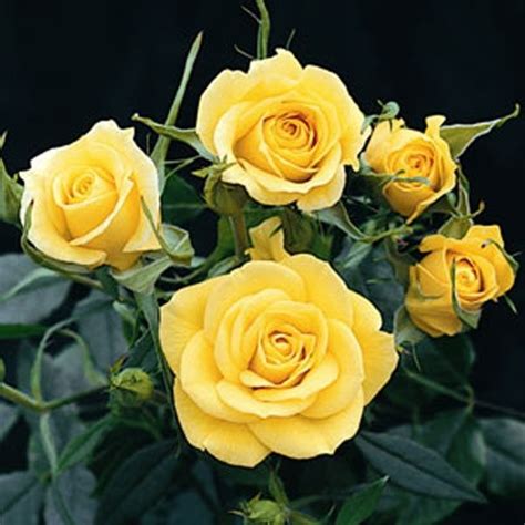 Yellow Miniature Rose Bush Rose Rose Bush Planting Roses